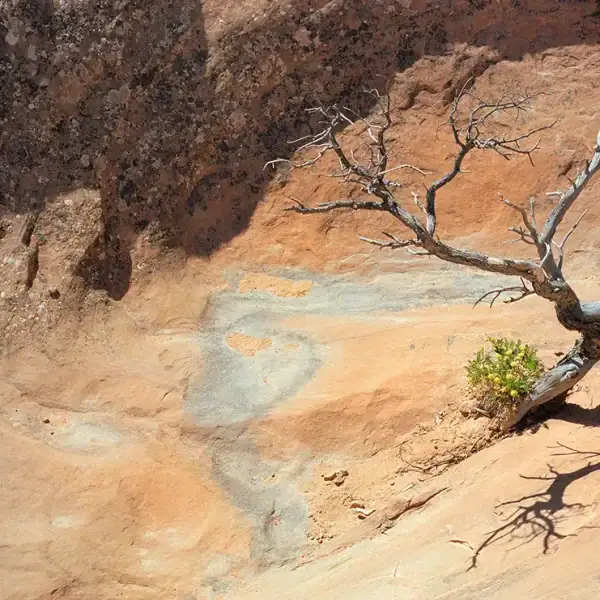 Little Tree at Arches National Park, Utah