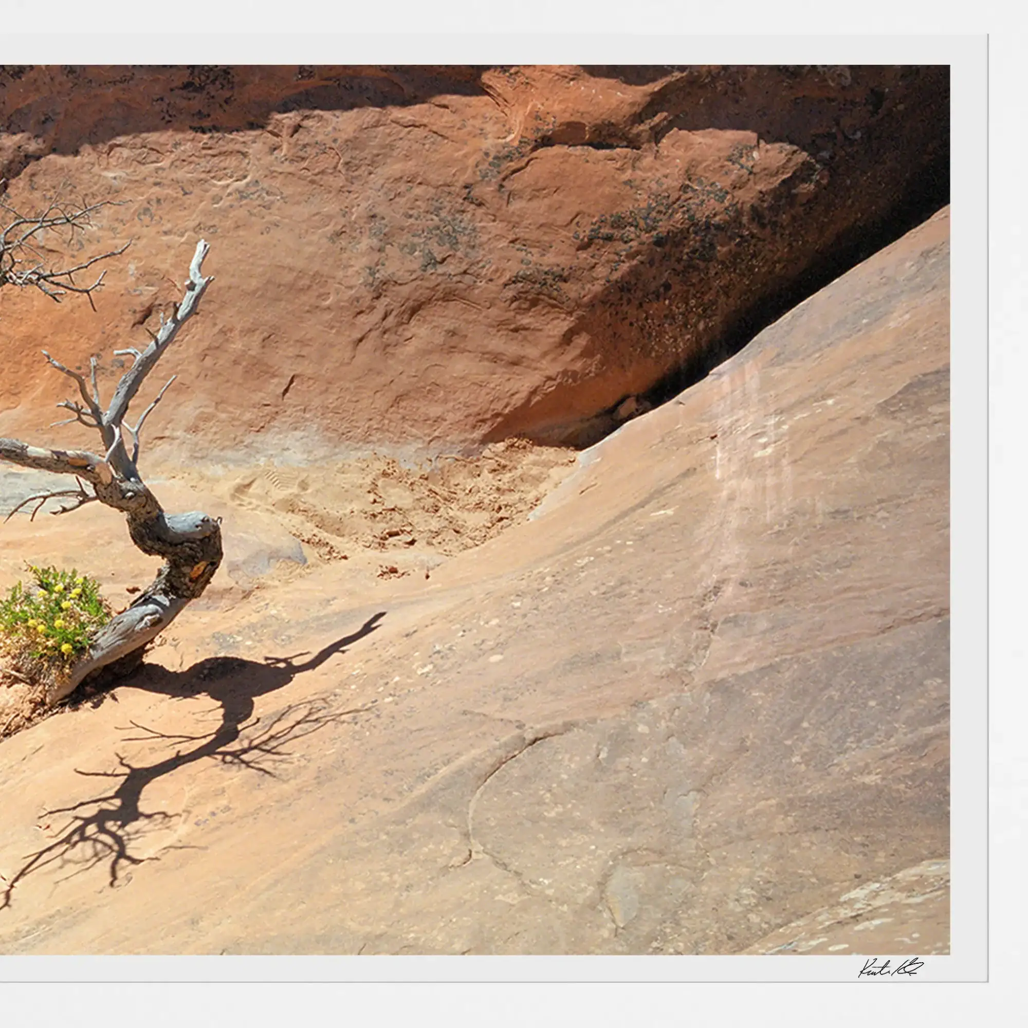 little-tree-at-arches-national-park-01-closeup little-tree-at-arches-national-park-01-closeup